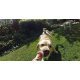 پایه نگهدارنده دوربین حیوانات مدل GoPro - Fetch