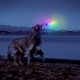 فریزبی مدل Nite Ize - Flashflight Dog Discuit